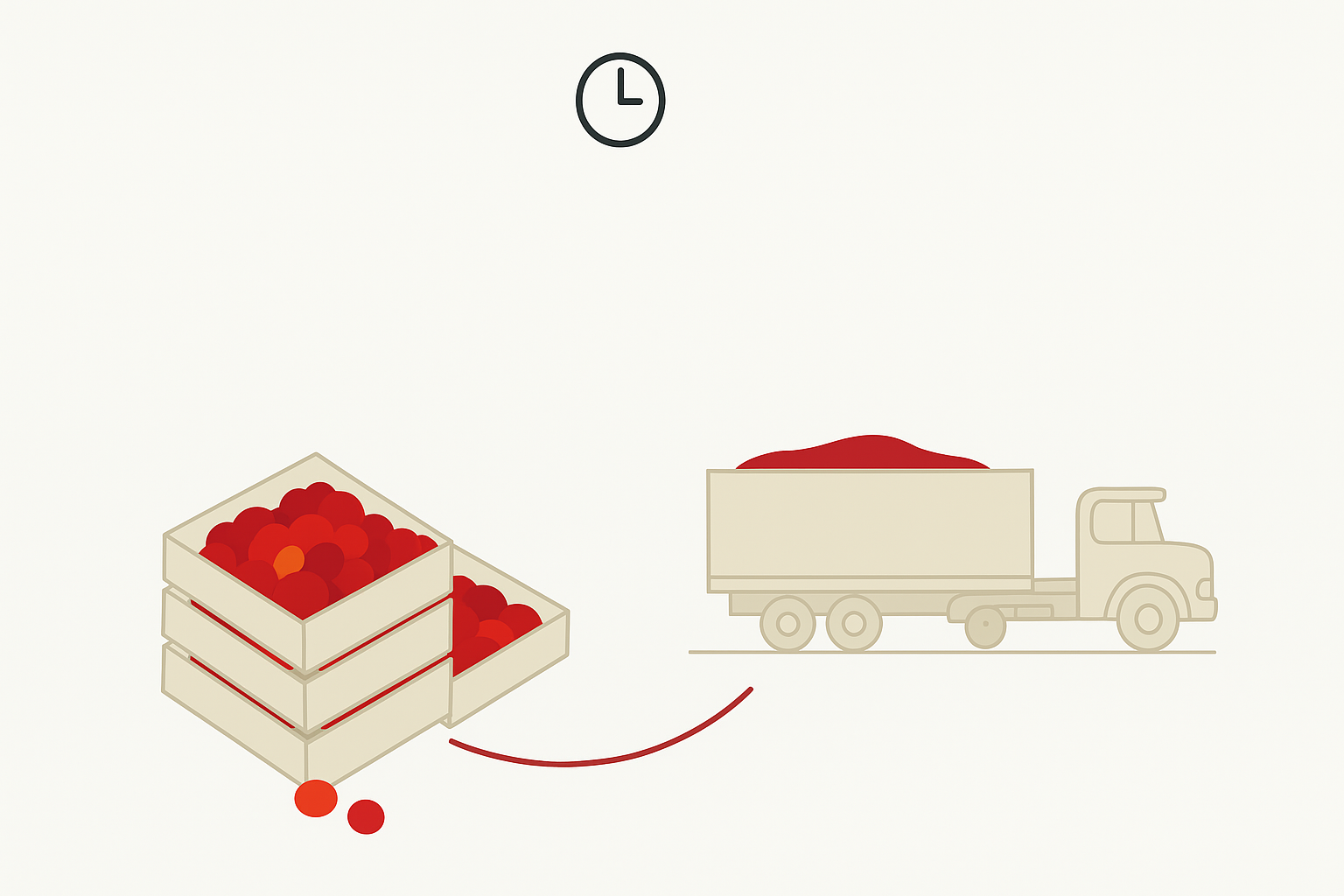 Tomato harvesting and rapid transportation to facility