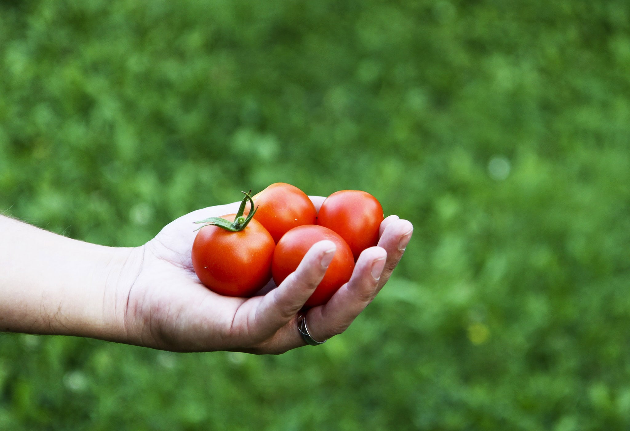Handpicked Tomatoes